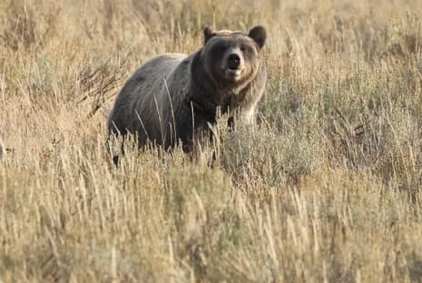 Backpacker Assaulted by Grizzly in National Park Flown to Trauma Center