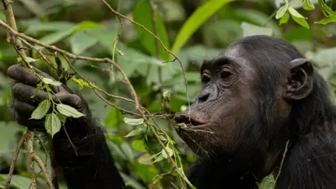 Chimpanzees Ingesting an Amount Equal of an Alcoholic Beverage Each Day from Fermented Produce, Study Shows
